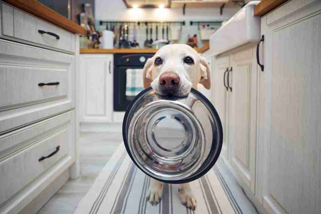 Hungry dog holding bowl and waiting for feeding